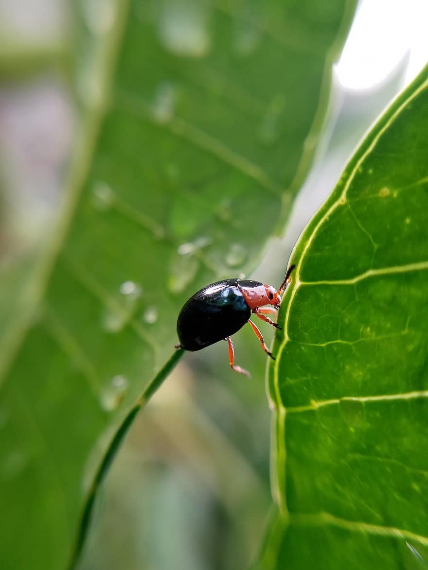 Beetle, Leaf, Plant, Leaf Beetle, Insect, Animal, Nature, Closeup, Besouro, Planta