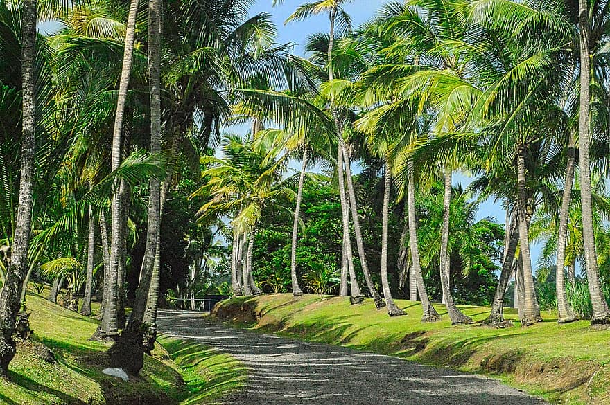 Natura, palmy, na dworze, tropikalny