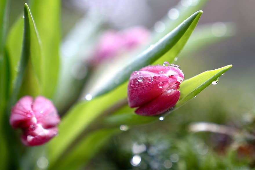 тюльпани, квіти, цвітіння, сад, весняні квіти, Рослина, пелюстки, рожевий, крапля дощу, бісерний