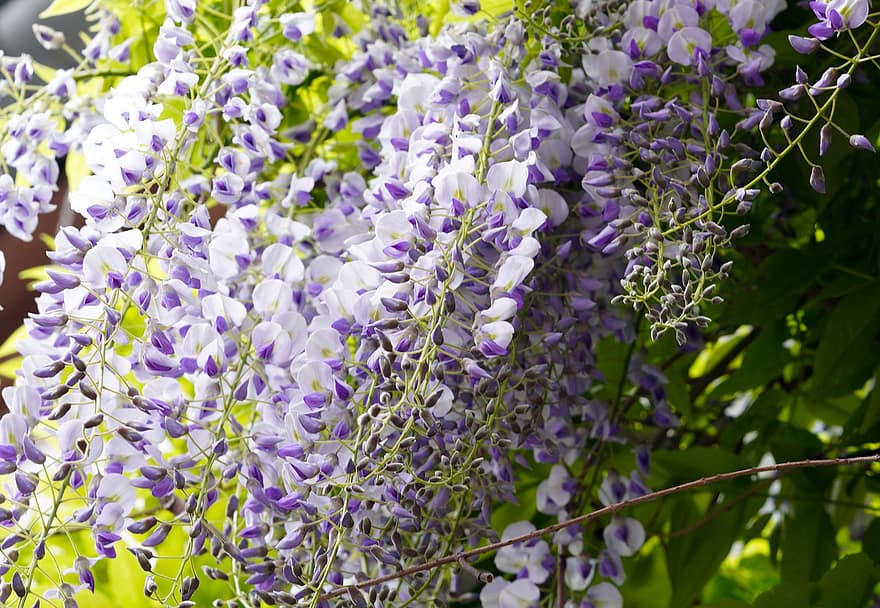Blue Rain, Flowers, Climber Plant, Spring, Purple