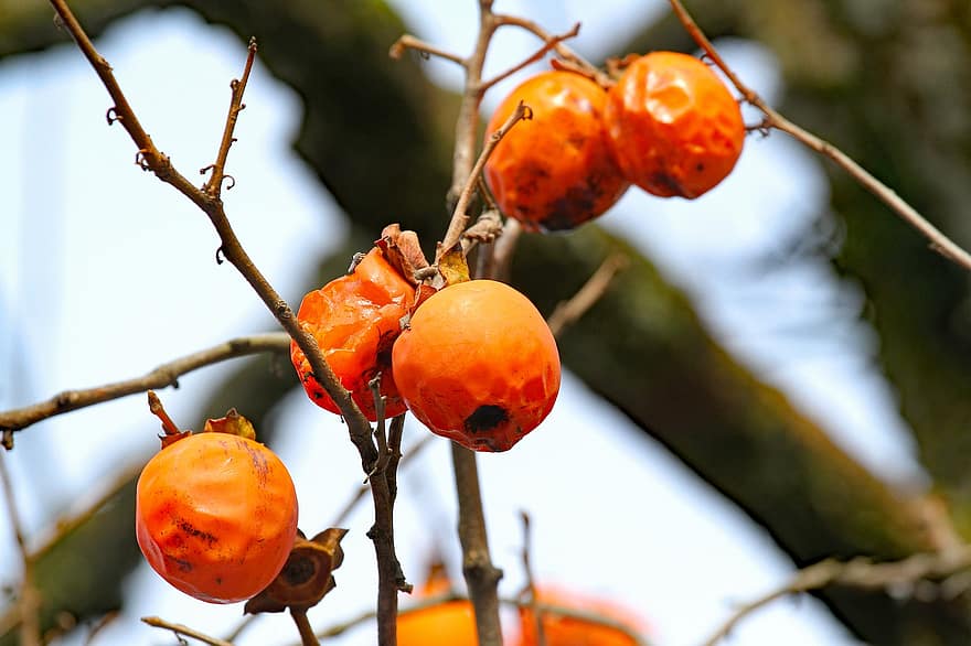 дерево, персимон, фрукты, оранжевый, сад, свежесть, ветка, лист, крупный план, питание, сельское хозяйство