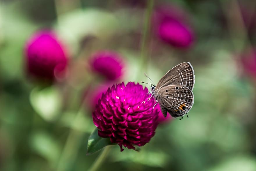 Равнинска пеперуда Купидон, пеперуда, цвете, насекомо, крила, глобус амарант, растение, природа