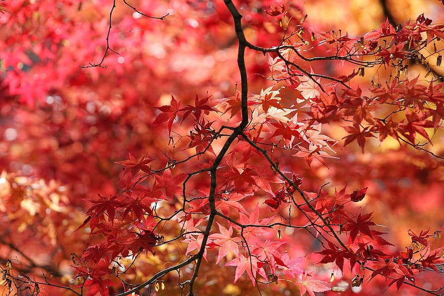 природа, есен, листа, клен, шума, падане, сезон, листо, дърво, жълт, гора