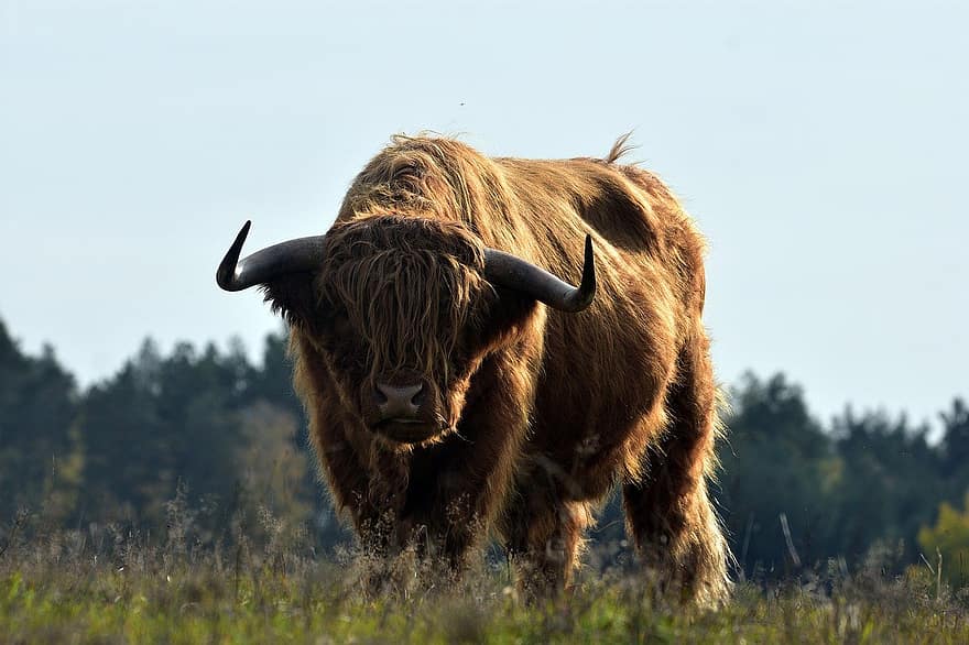 бик, великої рогатої худоби, скотарство