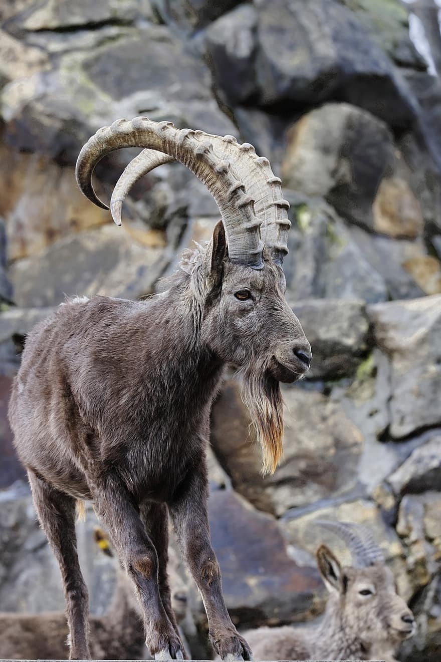 hewan, Siberian Ibex, jenis, fauna, mamalia, margasatwa, ibex, bertanduk, kambing, binatang di alam liar, gunung