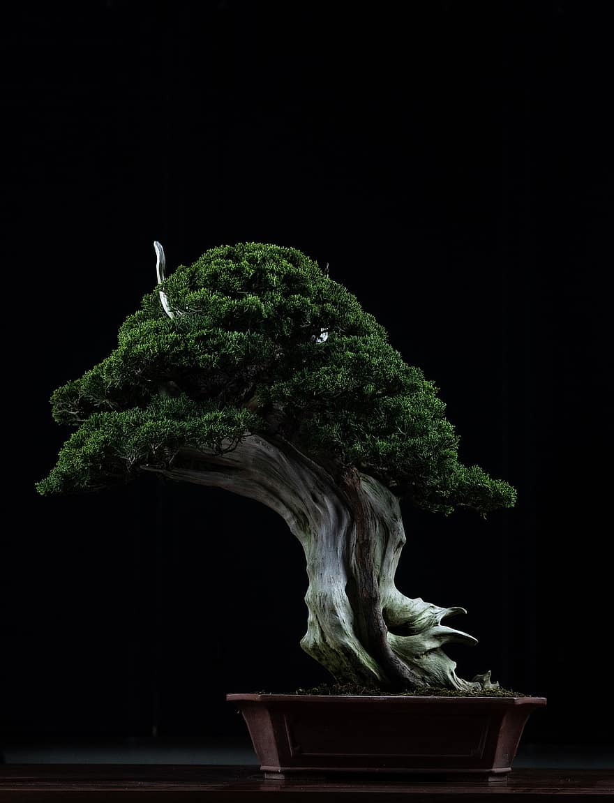 bonsai, plante, dekoration, japansk kunst, traditionel, træ, dekorative