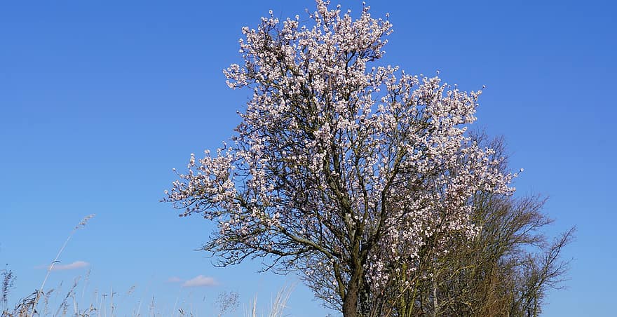 весна, дерево, цвітіння, цвіте, хмари, небо, на відкритому повітрі, подорожі, Рослина, сезон, блакитний