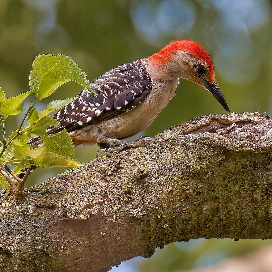 Woodpecker, Red-bellied Woodpecker, Tree, Bough, Bird, Saint Charles, Missouri, Nature, Animal