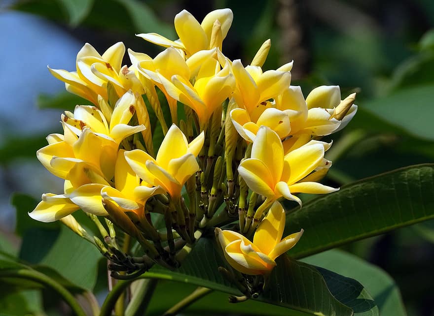 frangipani, λουλούδια, φυτό, plumeria, Κίτρινο Φραγκιπάνι, κίτρινα άνθη, πέταλα, μπουμπούκια, ανθίζω, φύλλα, φύση