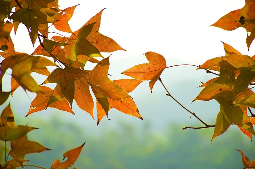 bladeren, tak, vallen, gebladerte, herfst, seizoensgebonden, boom, fabriek, Bos, natuur, detailopname