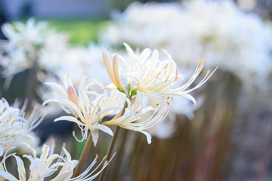 สวน, ดอกไม้, ดอกลิลลี่แมงมุมสีขาว, ดอกสีขาว, Lycoris Albiflora, เบ่งบาน, ดอก, ไม้ดอก, ไม้ประดับ, ปลูก, พฤกษา