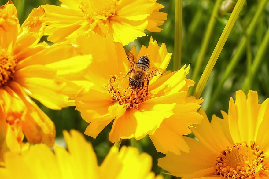 mehiläinen, keltaiset kukat, siitepöly, pölyttää, pölytys, hyönteinen, siivekäs hyönteinen, Hymenoptera, kasvisto, eläimistö, luonto