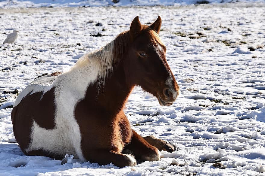 kůň, vleže, sníh, hříva, koňský, Zasněžená louka, savec, zvíře, živočišného světa, zimní, Studený