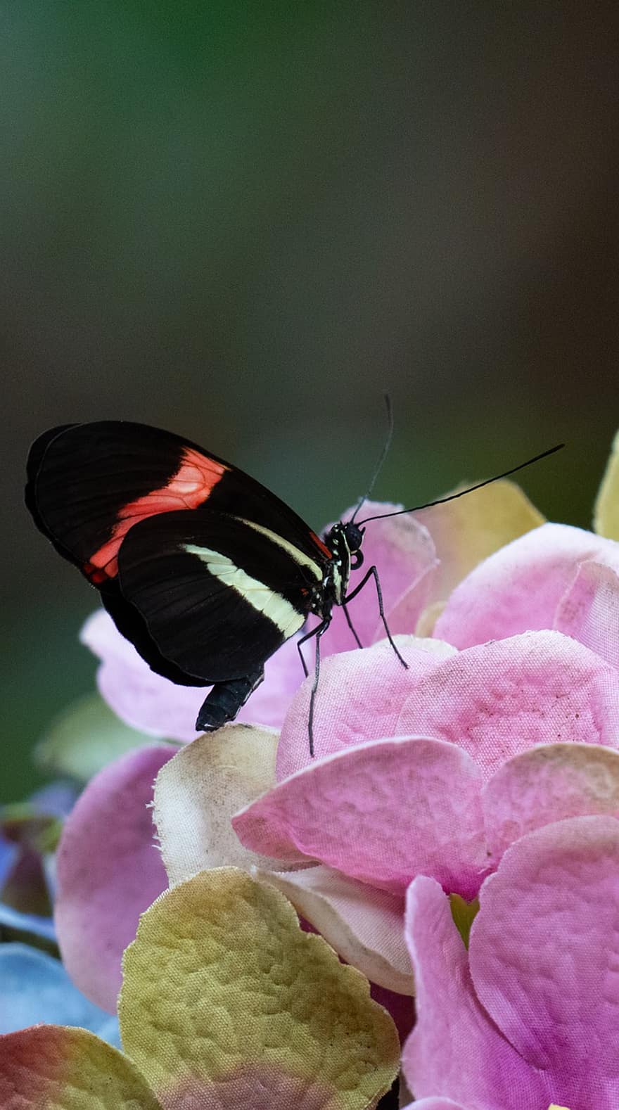 Красный почтальон, бабочка, насекомое, цветок, крылья, завод, сад, природа