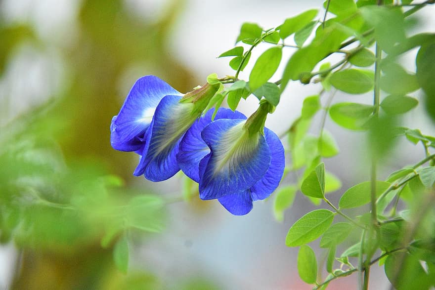 ervilha borboleta, flores, plantar, pétalas, flor, ervilha azul, sai, jardim, natureza