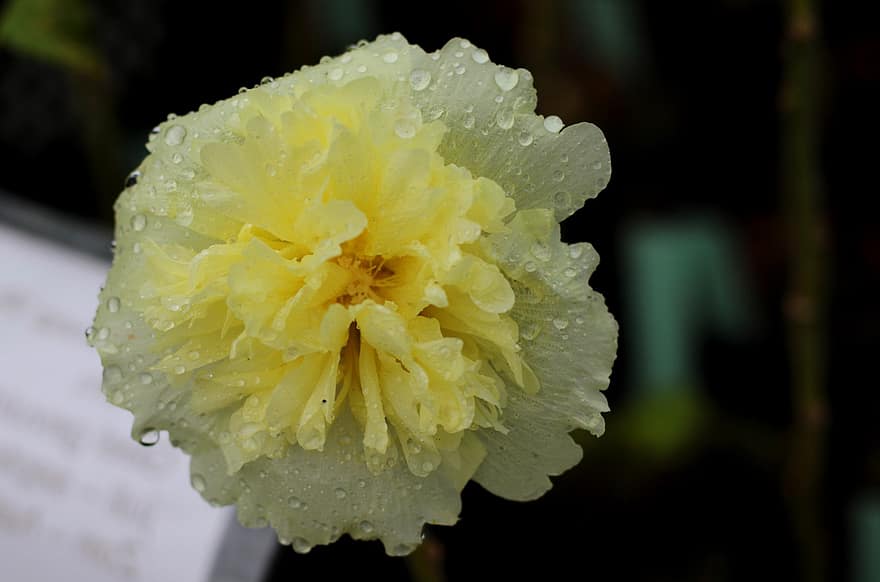 Alcea Rosea Pleniflora, Yellow, Double, Hollyhock, Rain, Beauty, Flower, Garden