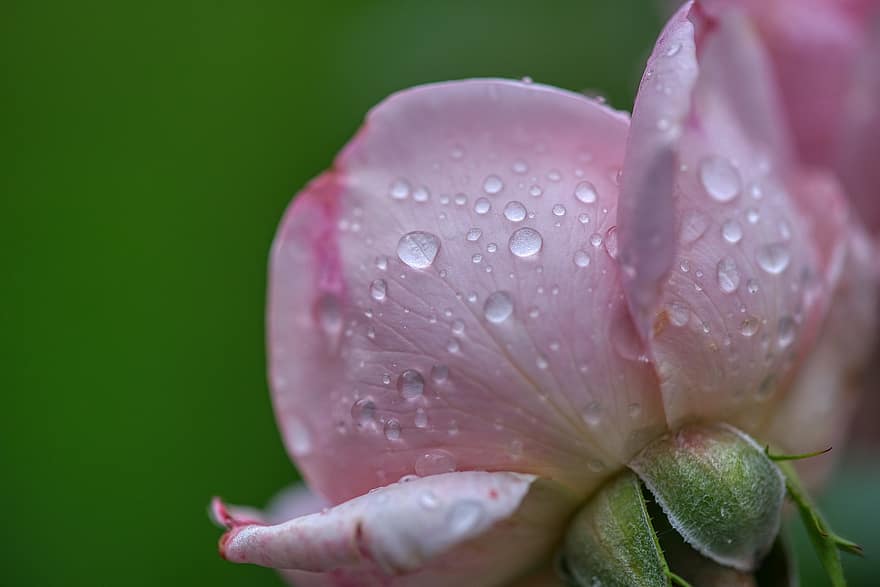 Rosa, flor, floración, estructura, gota de agua, lluvia, mojado, rosado, jardín, verde, de cerca