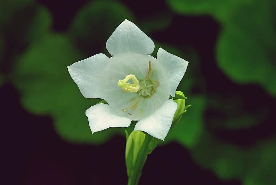 bellflower, flor, planta, flor blanca, pètals, platycodon grandiflorus, florir, naturalesa, jardí, decoratiu