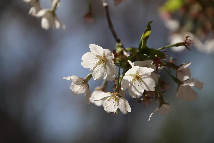 Cherry Blossoms, Flowers, Spring, Petals, White Petals, White Flowers, Bloom, Blossom, Flora, Branch, Sakura Tree