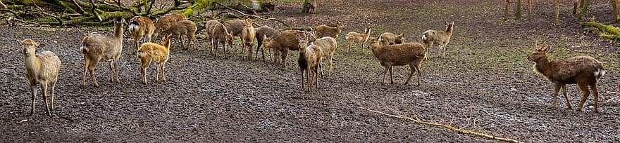 Deers, Herd, Animals, Fallow Deer, Dambrowski Deer, Antlers, Wildlife, Mammal, Fauna, Wilderness, Nature
