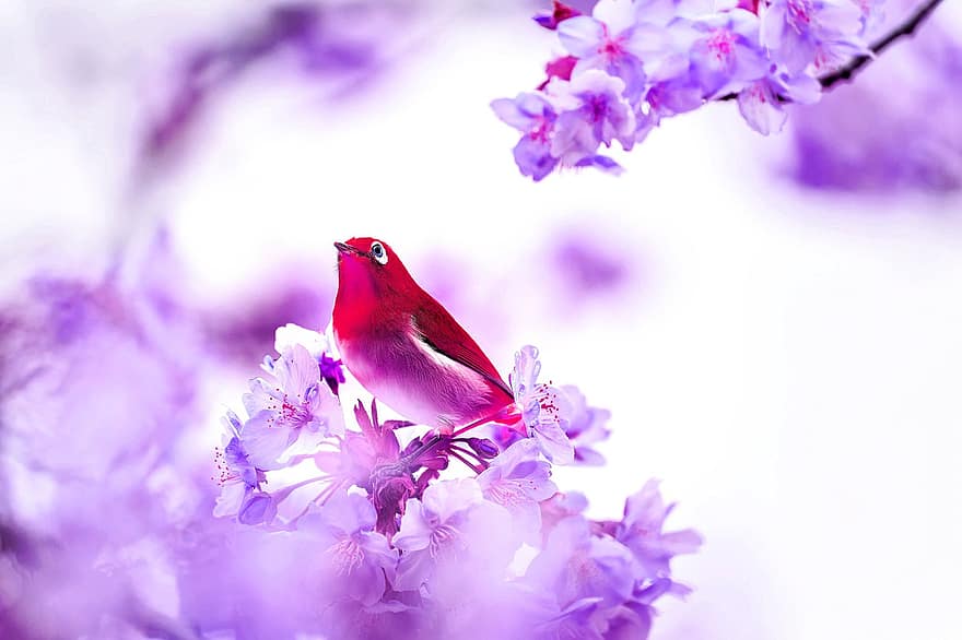 Bird, Flower, Purple, Spring, close-up, branch, blossom, beak, springtime, plant, feather