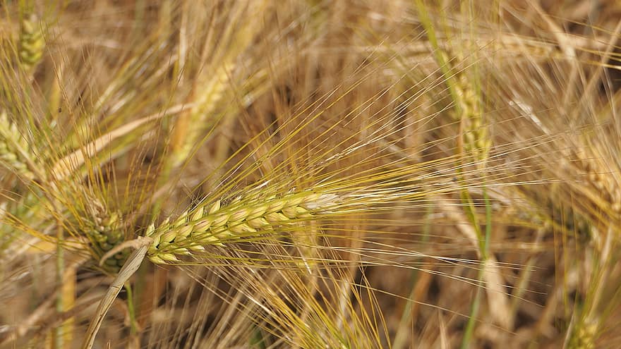 Spikes, Barley, Field, Agriculture, Nature, Yellow, Close Up, Desktop Picture, Wallpaper