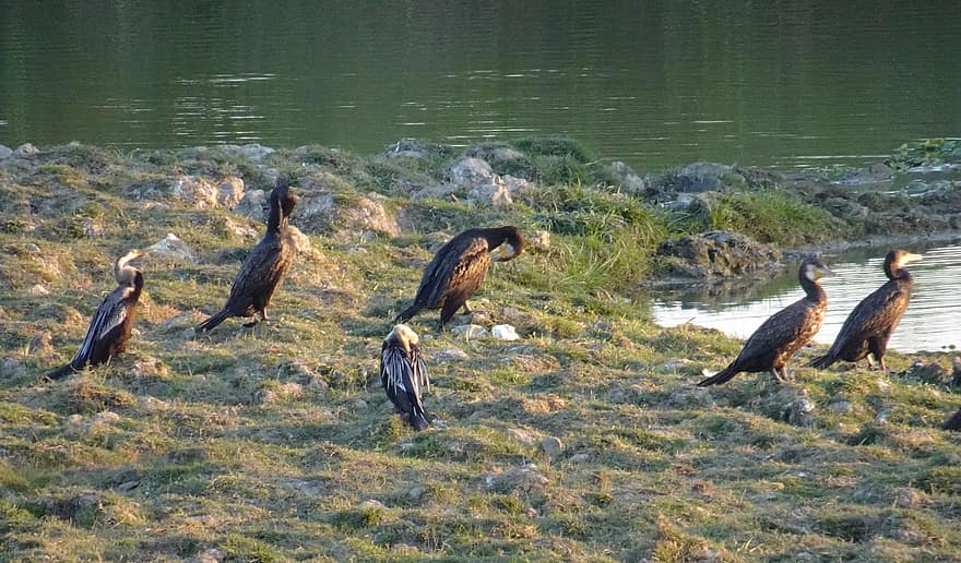 paukštis, didelis kormoranas, phalacrocorax carbo, puikus juodas kormoranas, juodoji kormoranė, juoda skiautė, aves, suliformes, phalacrocoracidae, kaziranga, Nacionalinis parkas