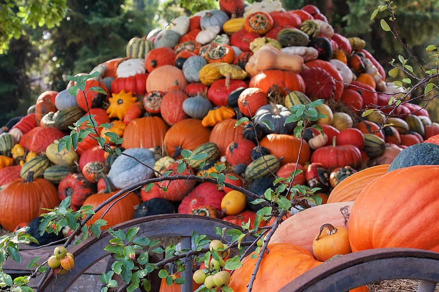 가을, 호박, 야채, 생기게 하다, 수확, 식품, 본질적인, 자연