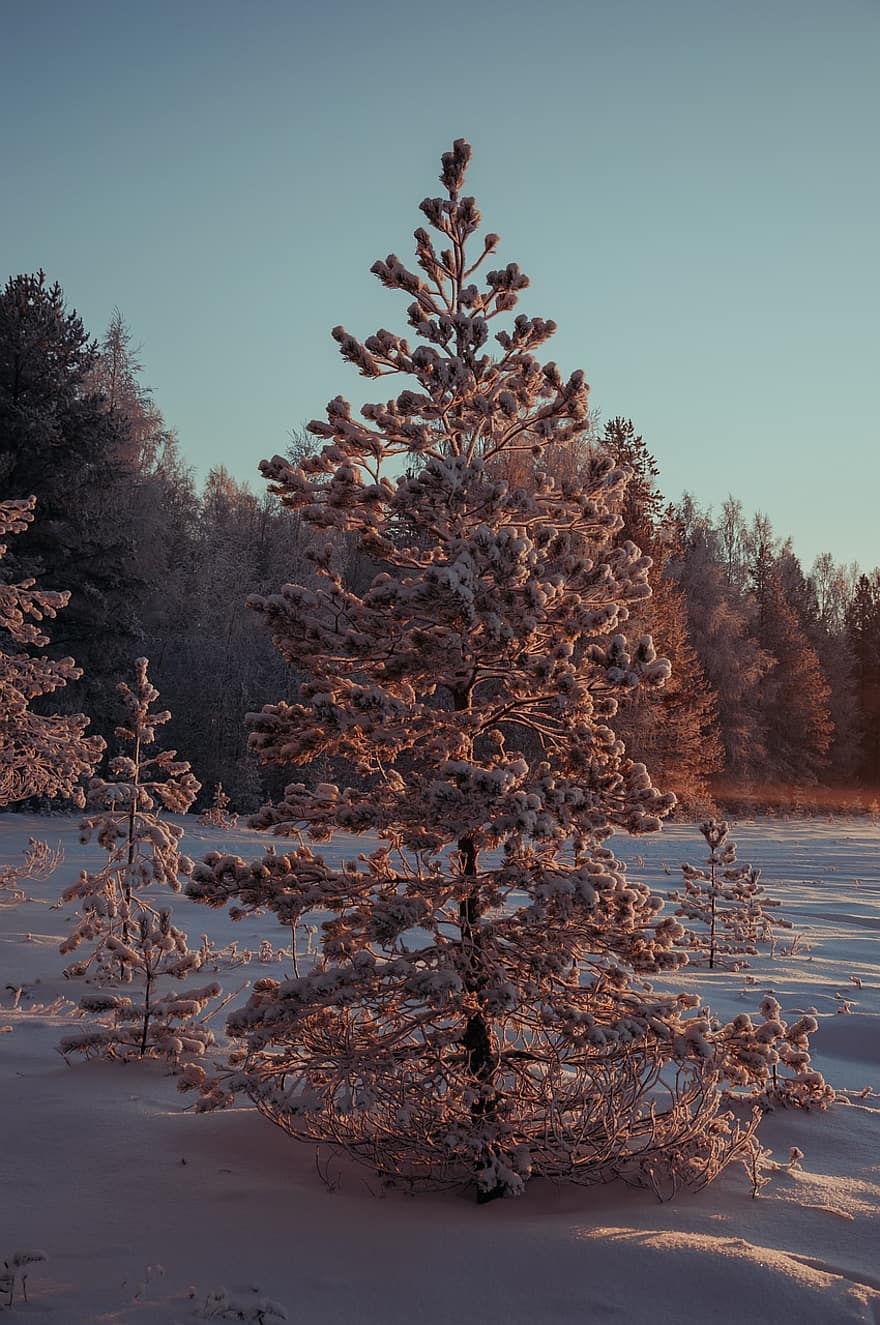 drzewa, las, śnieg, zimno, mróz