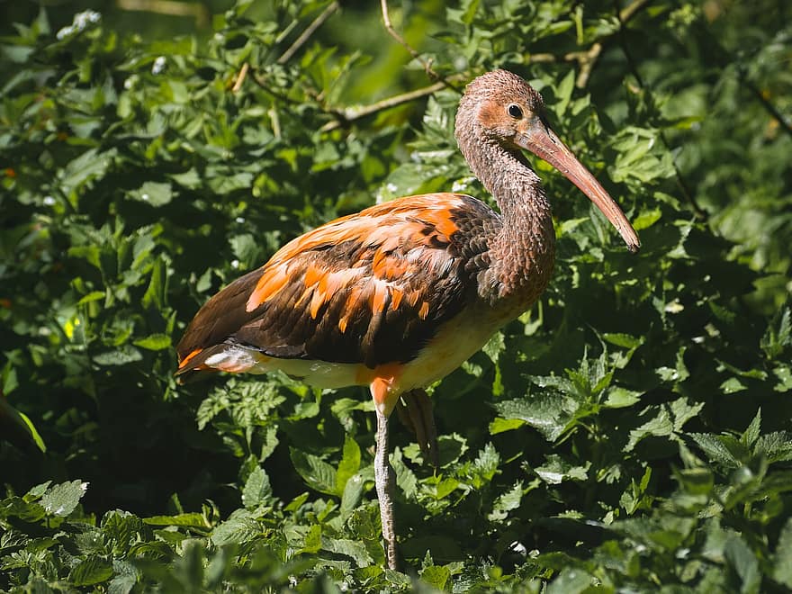 paukštis, ibis, ornitologija, rūšis, fauna, gyvūnas, snapas, „Scarlet ibis“, plunksnos, laukinės gamtos