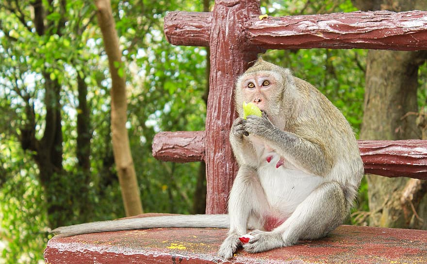 дикая жизнь, tayninh, Вьетнам, забавные животные, обезьяна, принимать пищу
