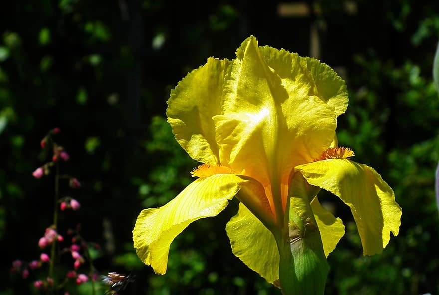 flor, iris amarillo, iris, flor amarilla, jardín, naturaleza, hoja, amarillo, de cerca, planta, verano