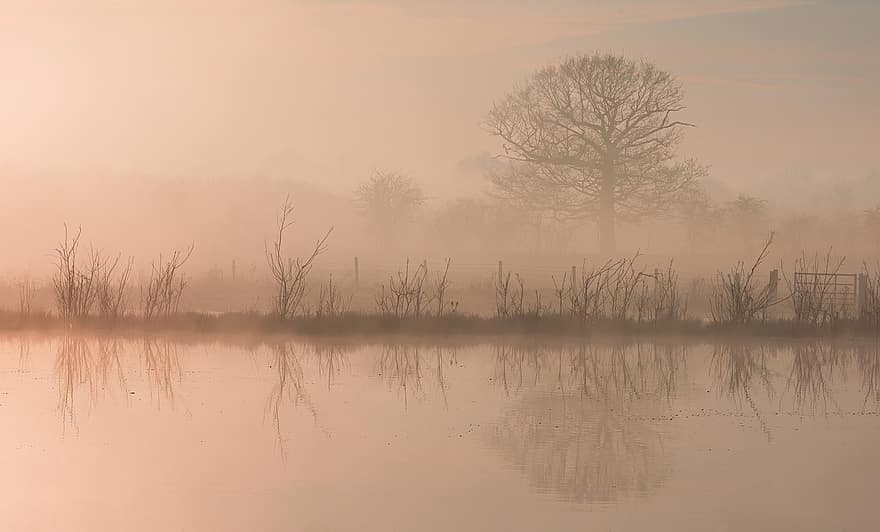 Fog, Lake, Mist, Landscape, Sunset, Sunrise, Rural, Countryside, River, Riverbank, tree