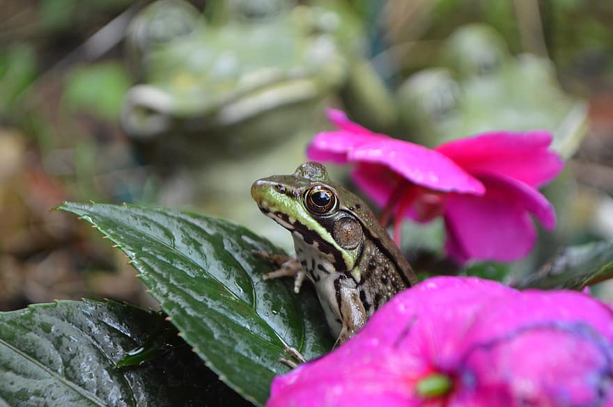 Frog, Frogs, Green, Funny, Cute, Nature