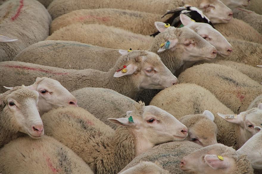 mouton, troupeau, animal, agneau, ferme, bétail, mammifère, la laine