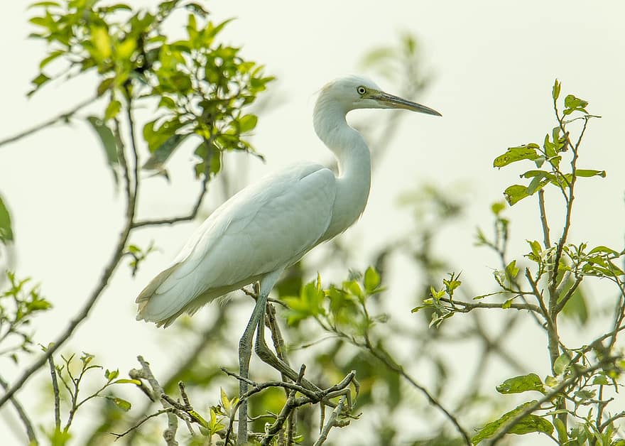 Egret, Bird, Branch, Perched, Migratory Bird, Wading Bird, Animal, Wildlife, Feathers, Plumage, Beak