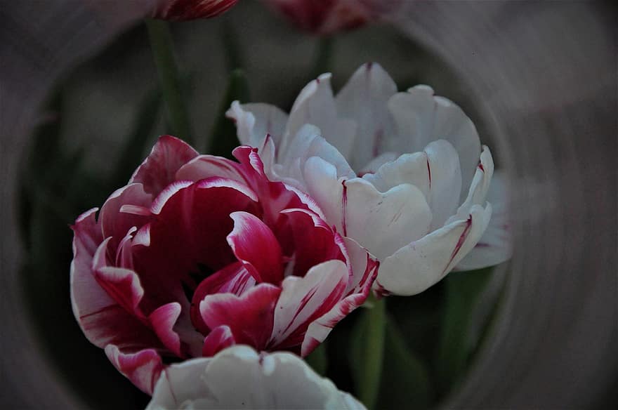 Tulips, Flowers, Blossom, Bloom, Flora, Floriculture, Horticulture, Botany, Nature, Close Up
