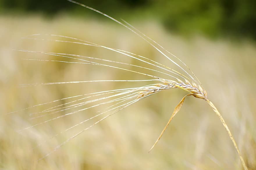 Wheat, Field, Wheat Field, Barley, Crops, Wheat Crops, Arable Land, Agriculture, Farm, Farming, Cultivation