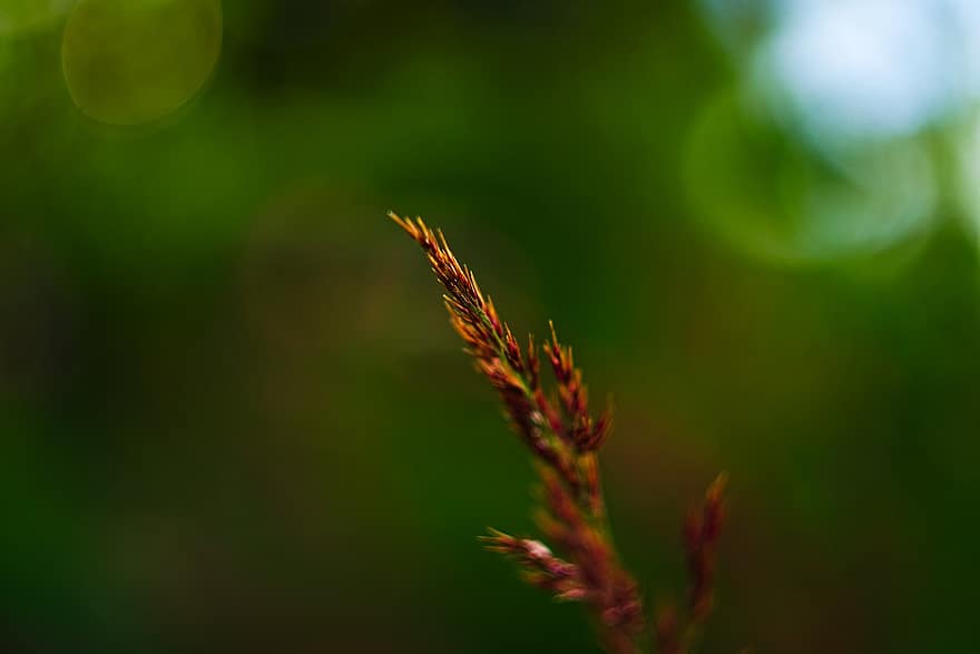 Grass, Plant, Meadow, Field, Nature, Bokeh, Closeup