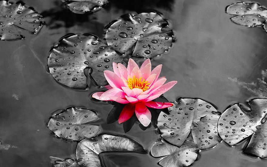 Water Lily, Pond, Lily Pads, Flower, Color Pop, Pink Flower, Flora, Bloom, Blossom, Aquatic Plant, Nature
