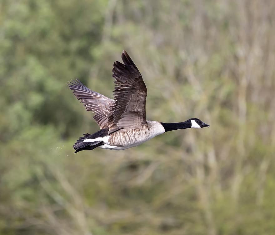 Canada Goose, Bird, Flying, Goose, Waterfowl, Water Bird, Aquatic Bird, Animal, Wings, Feathers, Plumage