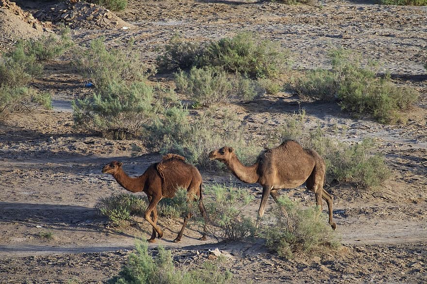 животно, камила, пустинен, национален парк кавир, бозайник, вид, африка, пясък, Арабия, животни в дивата природа, сух