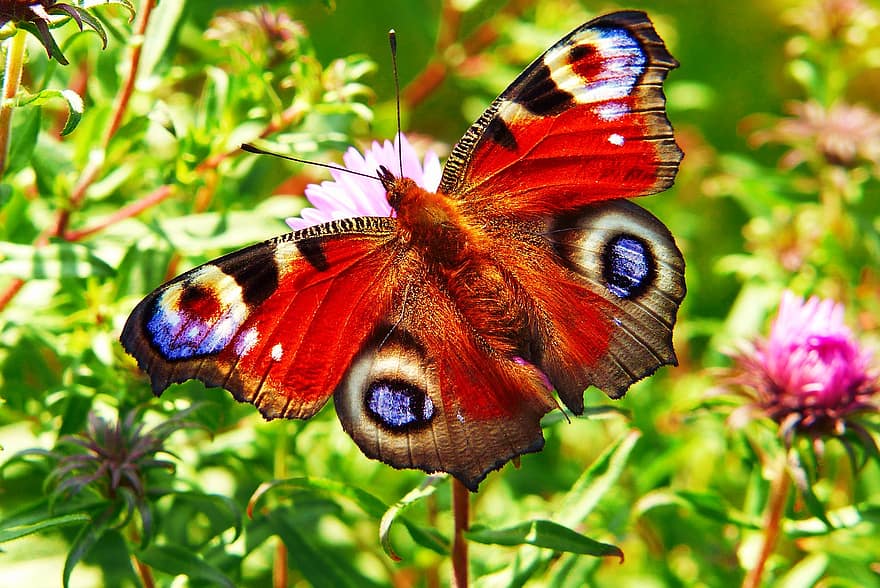 pavão fada, dia da borboleta, Rusalkowate, inseto, antenas, modelo, fragilidade, animais, natureza, lado de fora, invertebrados