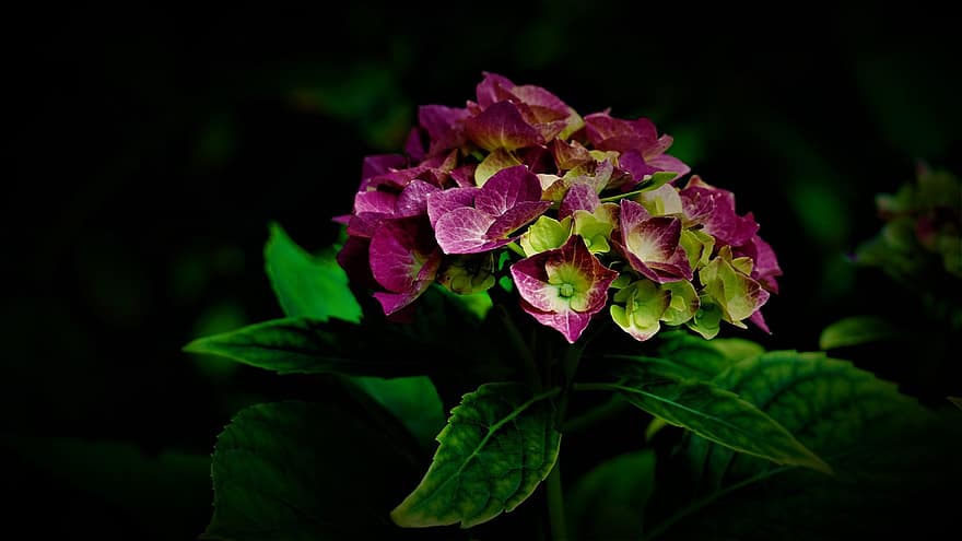 hortensia, fondo negro, belleza, naturaleza, verano, flor rosa, hojas verdes, oscuridad, oscuro, mágico, brillante