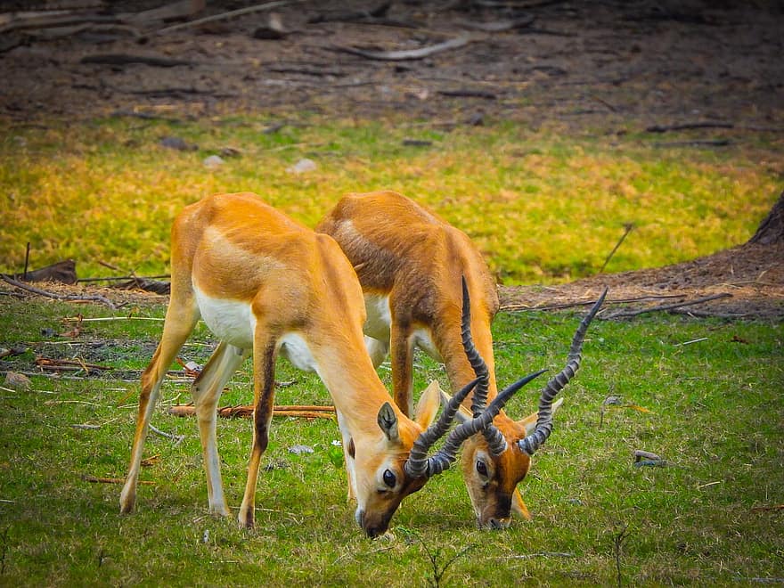 antilopes, animaux, faune, mammifère, région sauvage, la nature, Parc zoologique de Nehru, animaux à l'état sauvage, Afrique, herbe, animaux de safari