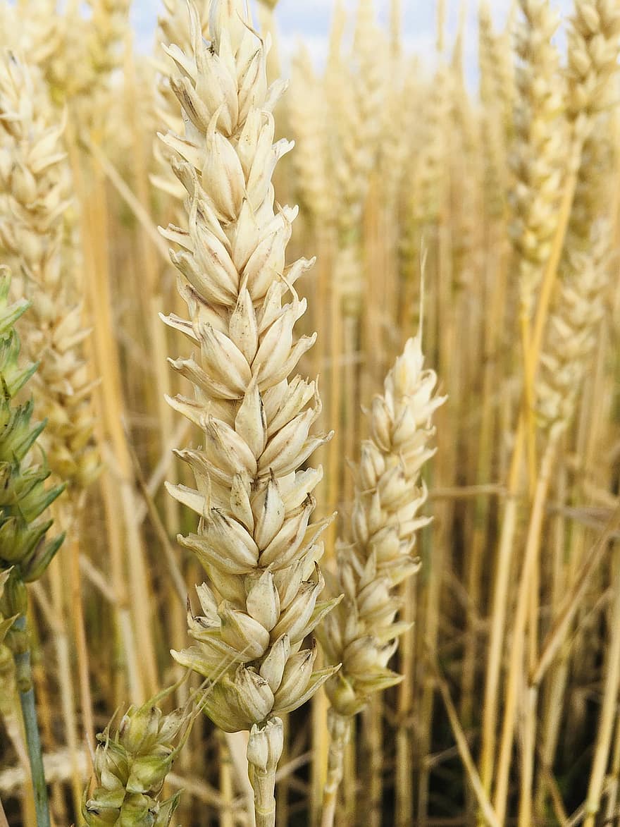 blé, des céréales, surgir, épillets, terres cultivées, champ, plante, flore, ferme, agriculture