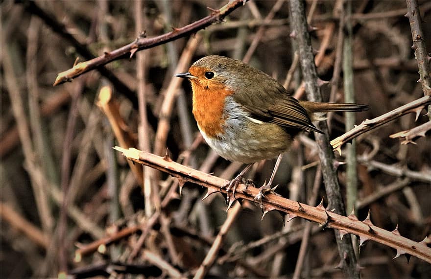 Robin, Bird, Branch, Perched, Robin Redbreast, Animal, Wildlife, Songbird, Plumage, Animal World, Wild