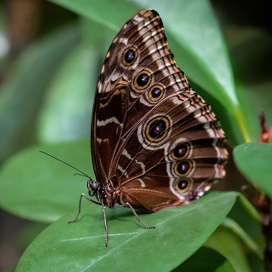 serangga, kupu-kupu, alam, jenis, ilmu serangga, makro, merapatkan, multi-warna, warna hijau, sayap binatang, lepidoptera