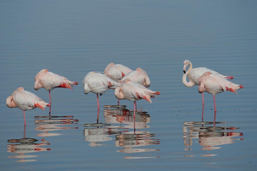 flamingoer, fugle, dyr, fjerdragt, fjer, næb, sedler, langbenet, natur, dyr verden, Zoo