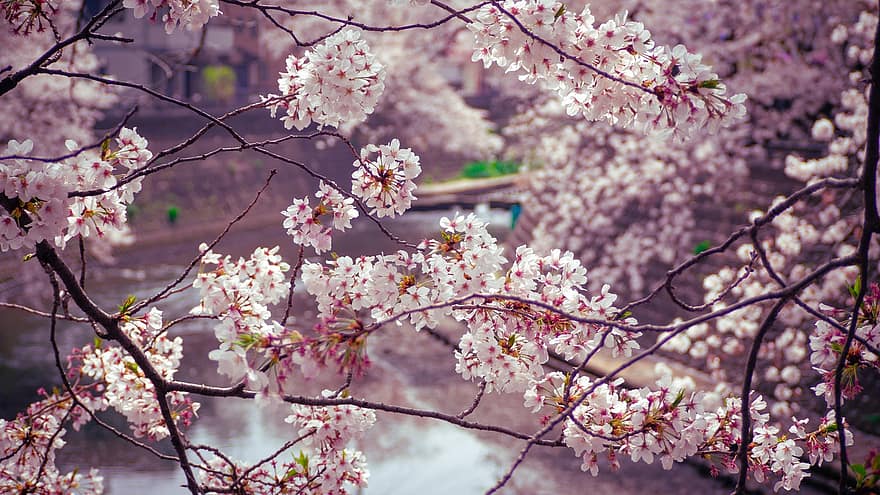 Japanse kersenbloesems, bloemen, bomen, takken, bloesem, kersenbloesems, bloeien, roze bloemen, sakura, flora, sakura bomen